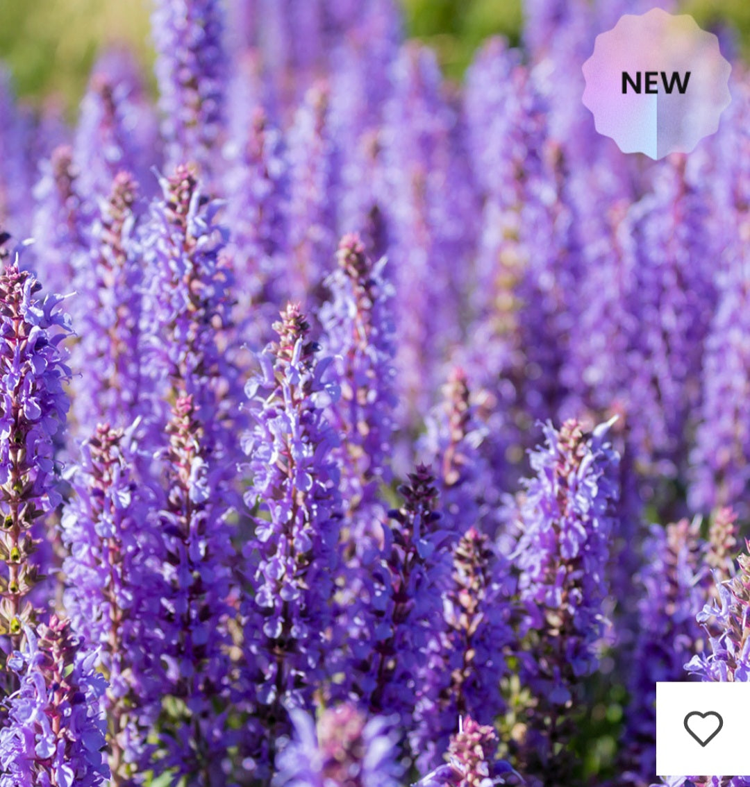 Eternal Love For Him - Profumo Uomo|Cod:162M|
70 ml | Essenza 30%